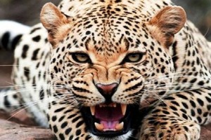 كيف يمكنك إنقاذ حياتك إن هاجمك حيوان مفترس؟