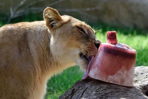 بالصور... حدائق الحيوان تقدم 'المثلجات' لحيواناتها لمقاومة الحر