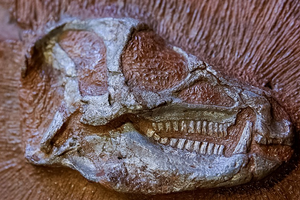 اكتشاف بقايا ديناصور عمرها 200 مليون عام