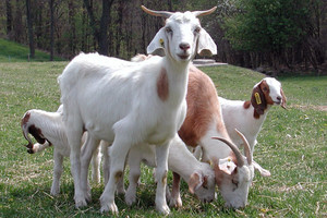 سرقة ماعز تكلفه عشرين عاما في السجن!