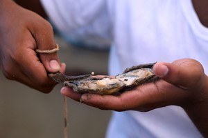 بالصور... المراكب الشراعية التقليدية تبحر لصيد اللؤلؤ في الكويت