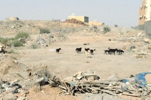 القضاء على 13 ألف كلب ضال بمكة في السعودية