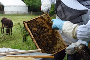 تربية النحل في الاوساط الحضرية تلقى رواجاً متزايداً في فرنسا