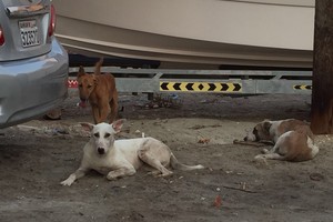 أهالي جدعلي يشكون انتشار وإزعاج الكلاب الضالة لهم