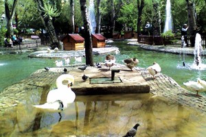 متنزه كوغولو في أنقرة... حديقة البجع