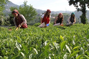 بالصور... ريزا مدينة الشاي في تركيا