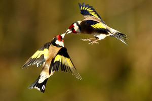 طائر الحسون بـ 15 ألف دولار