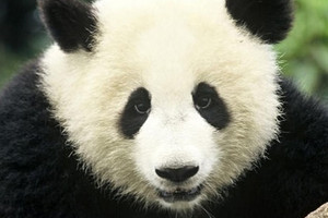 باندا تلد توأما في جنوب غرب الصين