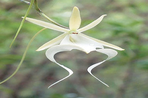 علماء اميركيون يعكفون على حماية زهرة 'ليست مجرد زهرة'