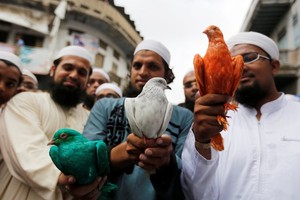 بالصور... سباقات الحمام تجمع بين طبقات المجتمع في باكستان 