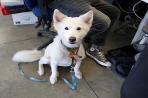 مسن صيني يتبرع بكامل ثروته لكلبه!