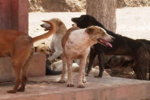 الكلاب الضالة تنهش اجساد سكان ولاية كيرالا الهندية