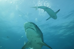 'أسبوع القرش' يعود من جديد بمزيد من القوة على قناة ديسكفري!