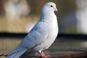 بالفيديو: بيع 'حمامة' بسعر باهظ في مزاد علني بالكويت