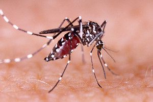 فلوريدا تعلن أول حالة إصابة بعدوى زيكا