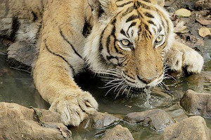 نفوق النمر ماشلي المحبوب جداً في الهند 