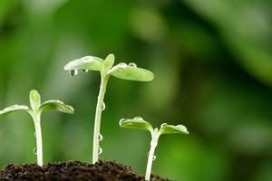 هل للنبات مشاعر ؟