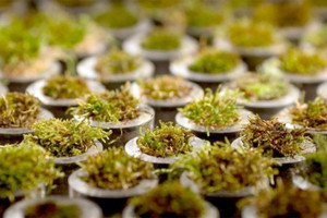 الطحالب انتجت كميات من الاكسجين ساعدت في نشوء الحياة الحيوانية على الأرض قبل 470 مليون سنة