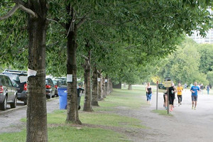 حشرة صغيرة تقضي على ملايين الاشجار في أميركا الشمالية