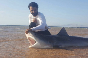 3 سعوديون يصطادون سمكة قرش تزن 300 كجم  بتبوك