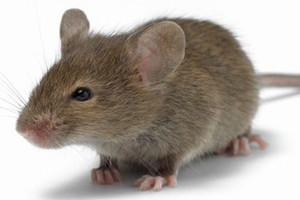 فأر يعرقل رحلة طائرة ركاب فرنسية من باماكو إلى باريس 