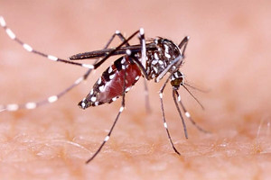 ثلث البشر يعيشون في مناطق يمكن ان يتفشى فيها وباء زيكا 