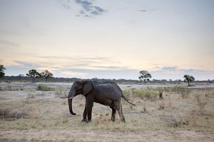 دراسة تحذر من تدني معدلات التناسل عند فيلة الغابات