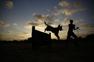 بالصور... محمية لرعاية الكلاب في قطاع غزة الفقير والمحاصر