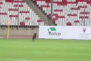 بالفيديو... الكلاب الضالة توقف مباراة الحالة والرفاع الشرقي