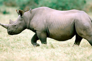 نفوق وحيد قرن في النيبال جراء صيد غير قانوني للمرة الأولى منذ عامين