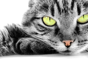 ﻿حكاية قطة