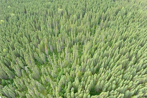 المساحات الخام في العالم تختفي بوتيرة مقلقة