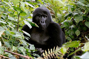 القائمة الحمراء: الصيد يقرب الغوريلا الشرقية في الكونجو من الانقراض