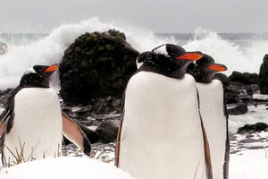 استراليا ستسحب قاعدتها العلمية الدائمة من جزيرة ماكواري