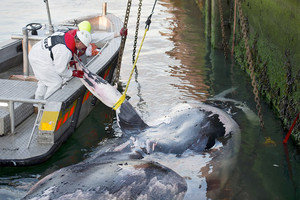 البشر قد يتسببون في انقراض لم يسبق له مثيل للانواع البحرية الكبيرة
