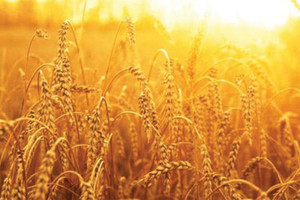 مصر تطلب قمحا للشحن في 15-25 أكتوبر