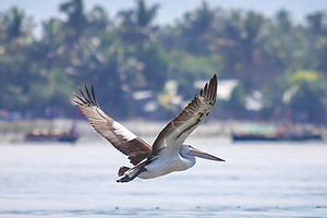 بجعة استرالية تثير اعجاب المولعين بالحياة البرية في الفلبين