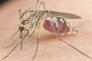 علاج جديد قيد الاختبار لانواع من الملاريا تقاوم العلاجات القديمة 