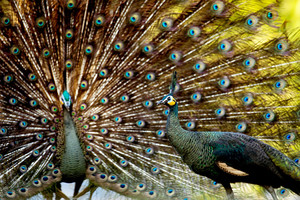 الطاووس رمز المعارضة البورمية مهدد بالأنقراض 