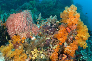 الأسماك في الحواجز المرجانية تصاب بالضغط النفسي بسبب العزلة 