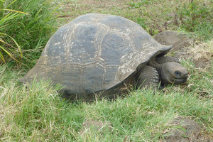 ذكر السلاحف دييغو انقذ نوعه بالانجاب 800 مرة في جزر الاكوادور