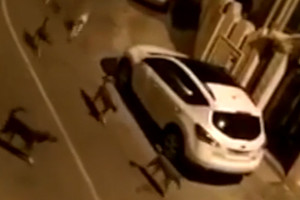بالفيديو... أكثر من 12 كلباً ضالاً يهاجمون قطاً بإسكان مهزة والأهالي يطالبون بالحل
