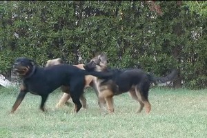 مركز بالقاهرة لمعالجة اكتئاب الكلاب