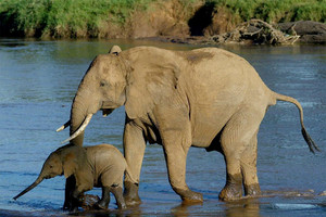 أعداد الفيلة الافريقية في أدنى مستوى لها منذ 25 عاماً