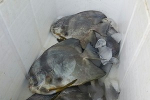 بالفيديو والصور... أسعار الأسماك بالأسواق المحلية متفاوتة لهذا اليوم