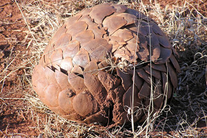 اتفاقية 'سايتس' تحظر الاتجار الدولي بحيوانات آكل النمل الحرشفي