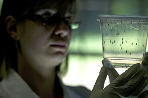 السلطات الأميركية توصي الرجال بالانتظار 6 أشهر قبل محاولة الانجاب تفادياً لـ 'زيكا'