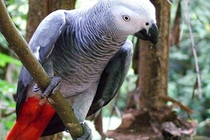 الأمم المتحدة تحظر التجارة في طير 'الكاسكو'