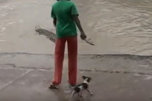 بالفيديو: امرأة تخيف تمساحا ضخما بطريقة غريبة!