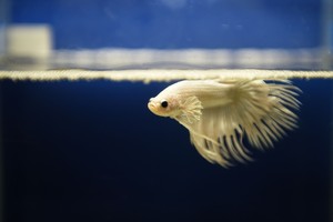 بالصور... معرض الأسماك الاستوائية والزينة في بانكوك